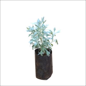 Buy Artemisia stelleriana online – fragrant ornamental foliage plant
