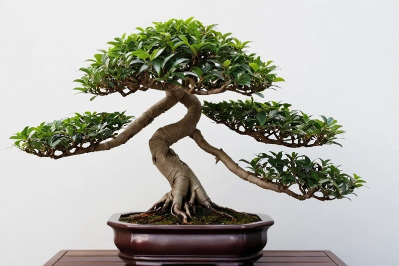Top 10 Ornamental Plants to Beautify Your Home and Balcony 11 Bonsai decorative indoor plant