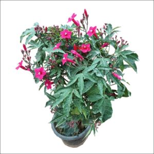 Ipomoea Horsfalliae plant with red tubular flowers growing on a climber