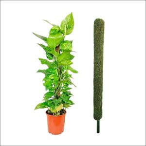 Moss Stick for Plants with a potted climber on the left and five coir support sticks from 1 to 5 feet on the right