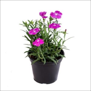Fresh and healthy Dianthus flowering plant in pot
