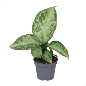 Dieffenbachia plant with lush green and cream variegated leaves