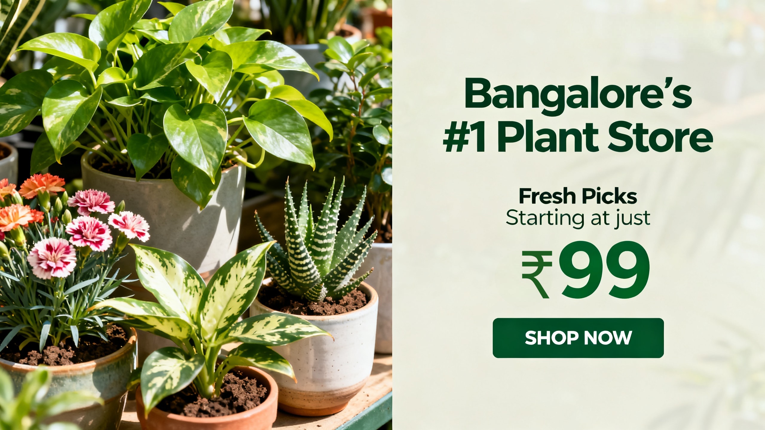 Buy plants online in Bangalore starting at ₹99 – indoor, outdoor and garden plants from yoidentity