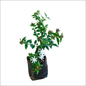 Healthy Kakda Malga Plant in a pot with lush green leaves, perfect for home gardens, balconies, and containers.