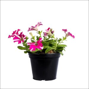 Fresh, healthy Petunia plant with bright trumpet-shaped flowers