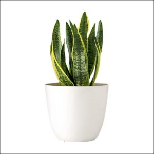 White plastic planter with a smooth, round design