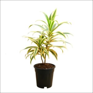 Song of India (Dracaena reflexa) plant with narrow, variegated green and yellow leaves