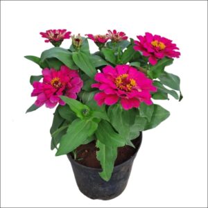 Healthy Zinnia plant with vibrant red, pink, yellow, and orange flowers in a pot, perfect for gardens, balconies, and containers.