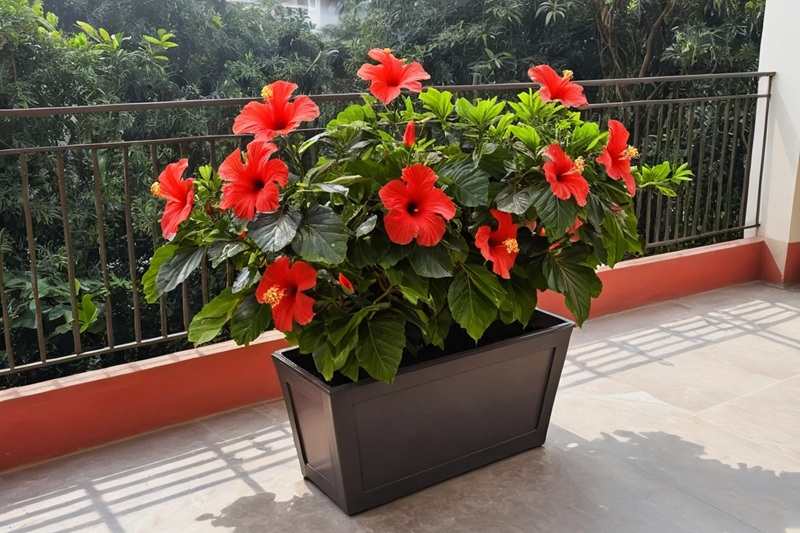 Top 10 Low-Maintenance Plants to Grow in Bangalore 6 Hibiscus plant blooming in bright sunlight on a Bangalore balcony