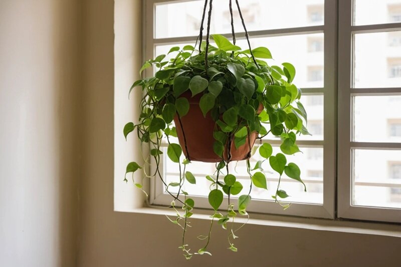 Top 10 Low-Maintenance Plants to Grow in Bangalore 4 Money Plant trailing from a hanging pot in a Bangalore apartment balcony