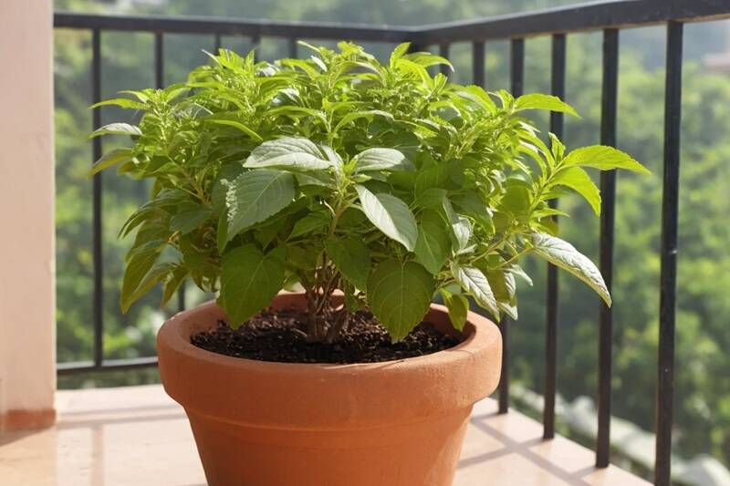 Top 10 Low-Maintenance Plants to Grow in Bangalore 2 Tulsi plant growing in a clay pot on a sunny Bangalore balcony