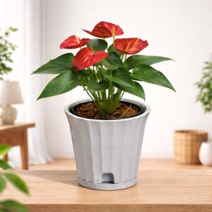 Self watering planter in assorted colours, set of one