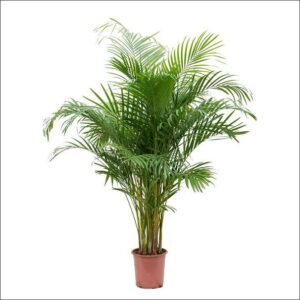 Areca Palm Plant XL with tall feathery arching fronds, vibrant green tropical indoor plant ideal for homes, offices, or large interior décor.