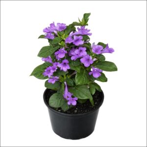Barleria Cristata Plant (Philippine Violet) with vibrant violet tubular flowers in a pot
