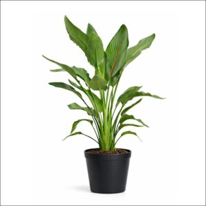 XL Bird of Paradise plant with vibrant orange flowers and large green leaves.
