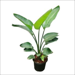 Large White Bird of Paradise plant in pot with tall green tropical leaves indoors