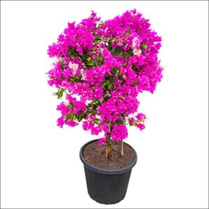 Bougainvillea Plant XL with vibrant colorful blooms and lush green foliage, tall outdoor decorative plant ideal for gardens, patios, or balconies.
