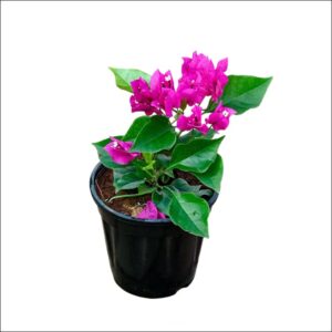 Small Bougainvillea Plant with vibrant pink, purple, red, and orange flowers