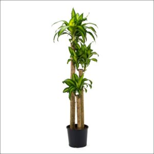Extra-large Brazilian Lucky Wood Plant (Dracaena fragrans) with thick green canes and lush, glossy leaves growing upright in a decorative indoor pot.