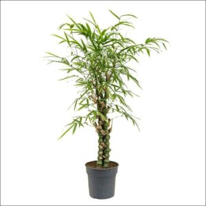 Buddha Bamboo tall indoor plant with upright green stalks and lush leaves, perfect for home, office, or meditation space décor.