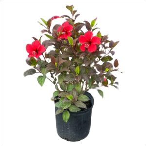 Chinese Hibiscus Plant with large red, pink, yellow, and orange flowers in a pot