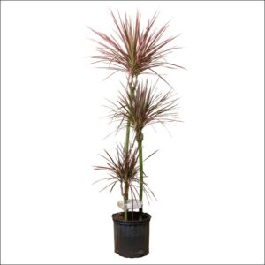 Dracaena Marginata Red tall indoor plant with slender trunks and green leaves edged in red, ideal for home or office décor.