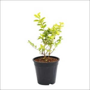 Duranta Plant with purple-blue flowers and green foliage in a small pot