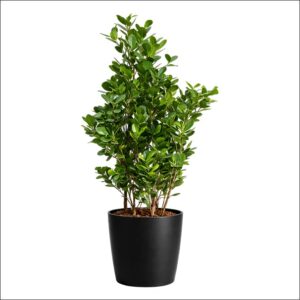 Ficus Moclame Plant XL with lush glossy green foliage, tall indoor decorative plant ideal for homes, offices, or large interior spaces.