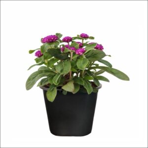 Gomphrena Plant (Globe Amaranth) with vibrant purple, pink, red, and white globe-shaped flowers in a small pot