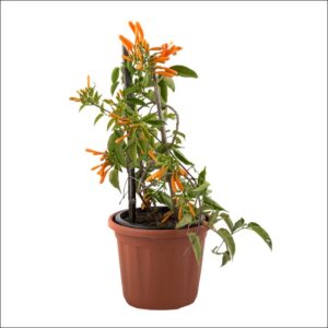 Orange Trumpet Vine (Flame Vine) Pyrostegia venusta with bright orange trumpet-shaped flowers climbing a pergola in full bloom