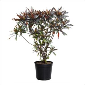 Pong Pong Champa Sea Mango tropical evergreen plant for garden landscaping