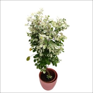 Snow Bush Plant (Breynia disticha) with pink, white, and green variegated leaves in a pot