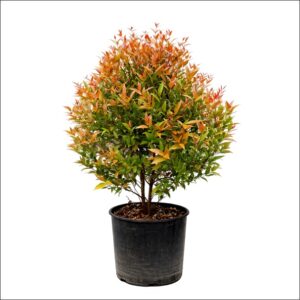 Syzygium Plant XL with dense glossy green foliage, tall decorative indoor and outdoor plant perfect for home, office, or garden décor.