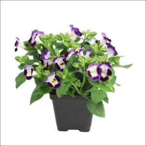 Torenia Plant (Wishbone Flower) with bright purple, pink, blue, and white trumpet-shaped flowers in a pot