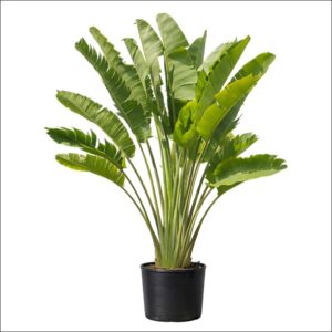 Extra-large Traveller Palm Plant with iconic fan-shaped leaves in a decorative indoor pot, adding a bold tropical statement to home or office spaces.