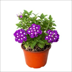 Verbena Plant with bright purple, pink, red, white, and blue flower clusters in a pot