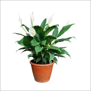 Compact Peace Lily Power Petite indoor plant for home and office
