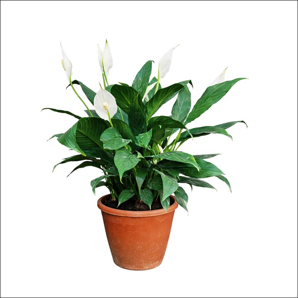 Power Petite Peace Lily Plant 1 Compact Peace Lily Power Petite indoor plant for home and office