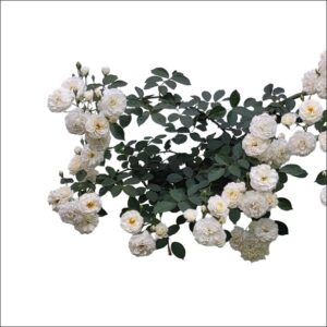 Climbing Rose Plant Prosperity with white blooms in garden