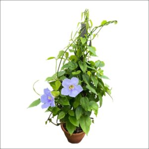 Blue Trumpet Vine (Thunbergia grandiflora) plant with sky-blue trumpet-shaped flowers growing on a climbing vine for garden and outdoor décor