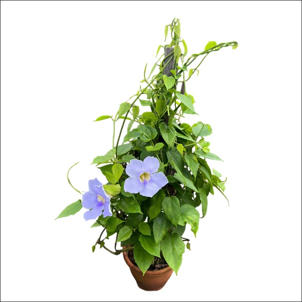 Blue Trumpet Vine (Thunbergia grandiflora) Plant 1 Blue Trumpet Vine (Thunbergia grandiflora) plant with sky-blue trumpet-shaped flowers growing on a climbing vine for garden and outdoor décor