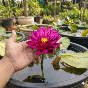 Bulls Eye Water Lily Plant with bold, striking flowers and floating green leaves in a decorative water garden pond container