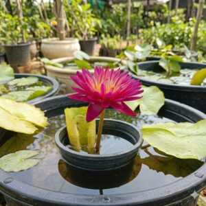 Kronchonark water lily plant blooming in pond in Bangalore garden