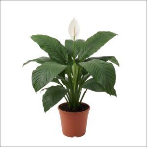Peace Lily Sensation Plant with large lush green leaves in a pot, an indoor air-purifying decorative plant for home and office spaces