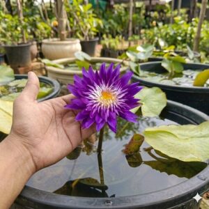 Plum Crazy Water Lily Plant with deep purple flowers and floating green leaves in a decorative water garden container