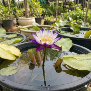 Purple Joy Water Lily Plant with vibrant purple flowers and floating green leaves in a water garden planter.