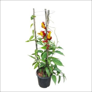 Scarlet Clock Vine (Thunbergia coccinea) climbing plant with vibrant red tubular flowers growing on a green vine for garden and outdoor decoration