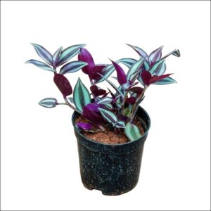 Wandering Jew Plant in plastic pot with purple green striped leaves indoor trailing ornamental plant for home décor