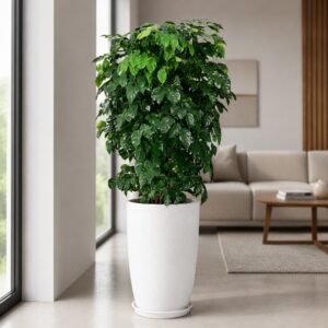 Luna Tall Tapered FRP Planter with saucer, modern lightweight durable planter for indoor and outdoor plants in homes, offices, balconies, and gardens.
