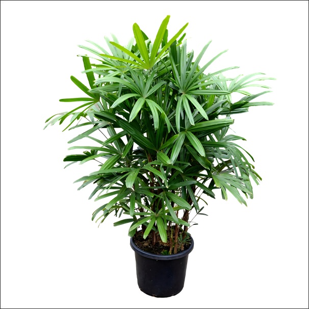 Rhapis Palm Plant XL 1 Rhapis Palm Plant XL with lush fan-shaped green foliage in a decorative pot, ideal for indoor home and office décor.